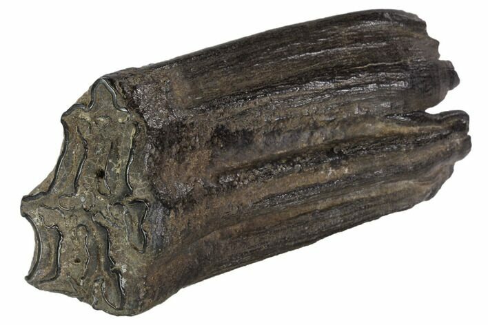 Pleistocene Aged Fossil Horse Tooth - Florida #87297